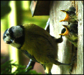 www.dorsetimages.com-twobirdsfeeding.jpg