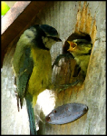 www.dorsetimages.com-birdfeeding.jpg