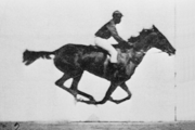 180px-Muybridge_race_horse_animated.gif